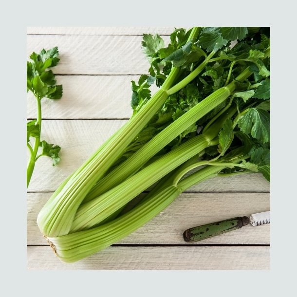 Bladselleri 'Tall Utah'- �kologisk