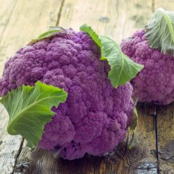 Blomkl  'Di Sicilia Violetto' - kologisk