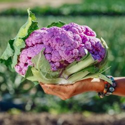 Blomkl  'Di Sicilia Violetto' - kologisk