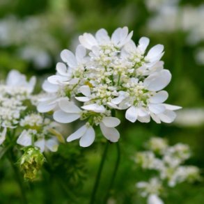 Blomsterkrvel - kologisk