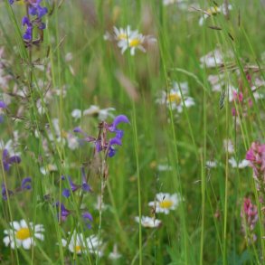 Blomstrende Plne - kologisk