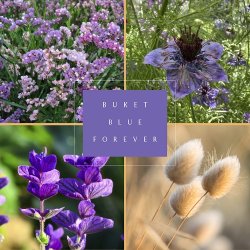 Fr�kasse Blue Forever