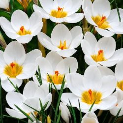Botanisk krokus 'Ard Schenk'