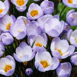 Botanisk krokus 'Blue Pearl'�