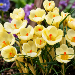 Botanisk krokus 'Cream Beauty'