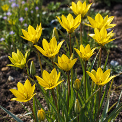 Botanisk tulipa specie sylvestris (Skovtulipan)