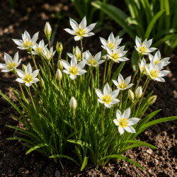 Botanisk tulipa turkestanica 