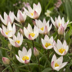 Botanisk tulipa specie 'Hilde'