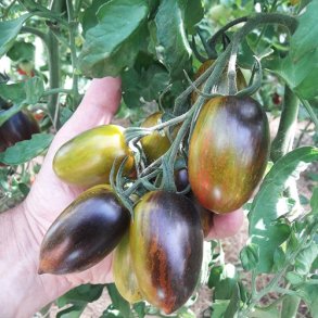 Tomat 'Brads Atomic Grape' - kologisk