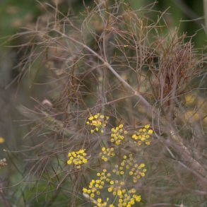 Bronzefennikel 'Smokey'