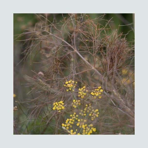 Bronzefennikel 'Smokey'