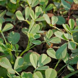 Almindelig Bukkehorn - kologisk