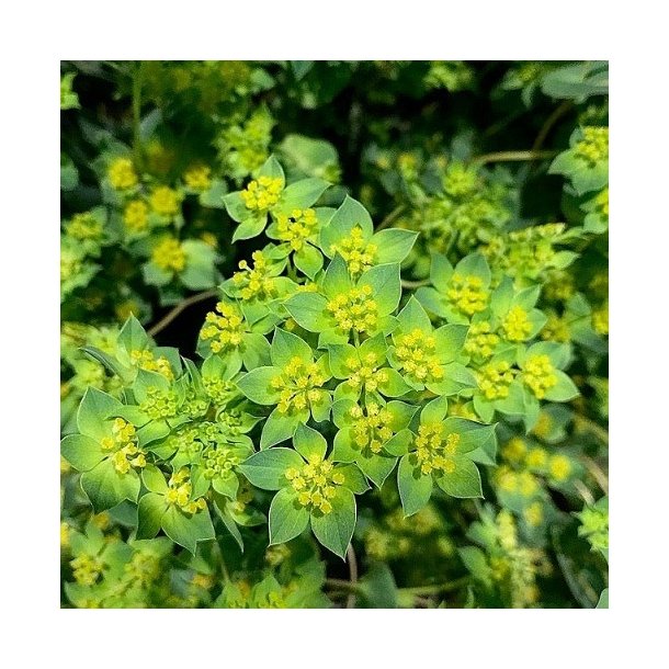 Harere 'Green Gold'