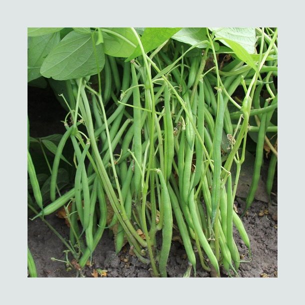 Buskb�nne 'Faraday' �kologisk