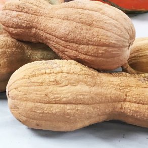 Butternut 'Rugosa Violina' - kologisk