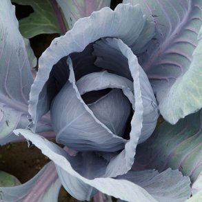 Rdkl 'Langedijker Bewaar 2' - kologisk