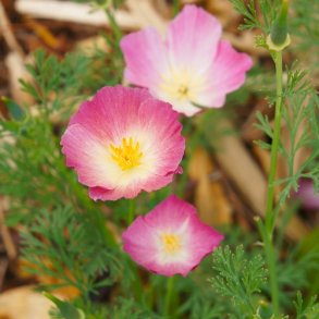 Californisk Guldvalmue 'Karminknig' - kologisk