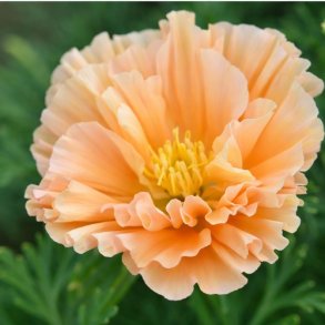 Californisk Guldvalmue 'Apricot Double' -XL