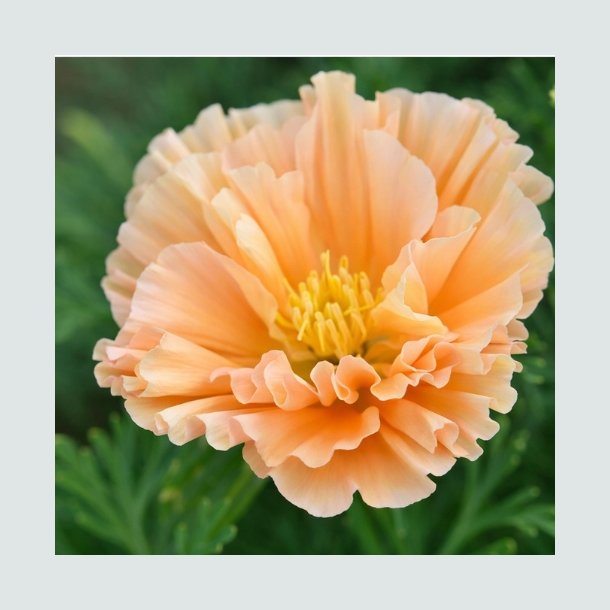 Californisk Guldvalmue 'Apricot Double' -XL