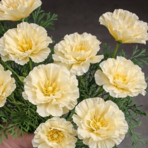 Californisk Guldvalmue 'Cream Double' -XL