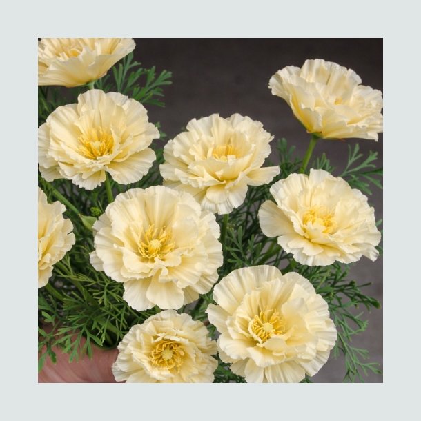 Californisk Guldvalmue 'Cream Double' -XL