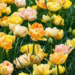 Tulipan 'Charming Beauty'