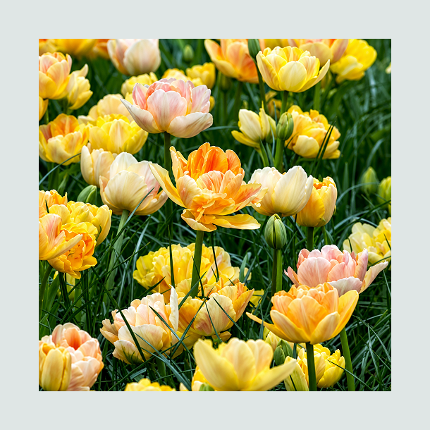 Tulipan 'Charming Beauty'