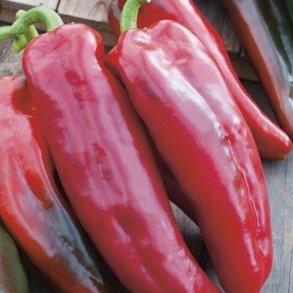 Peber 'Corno di Toro Rosso' - kologisk