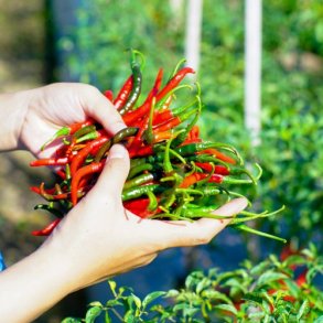 Chili 'Piccante Cayenna' - kologisk