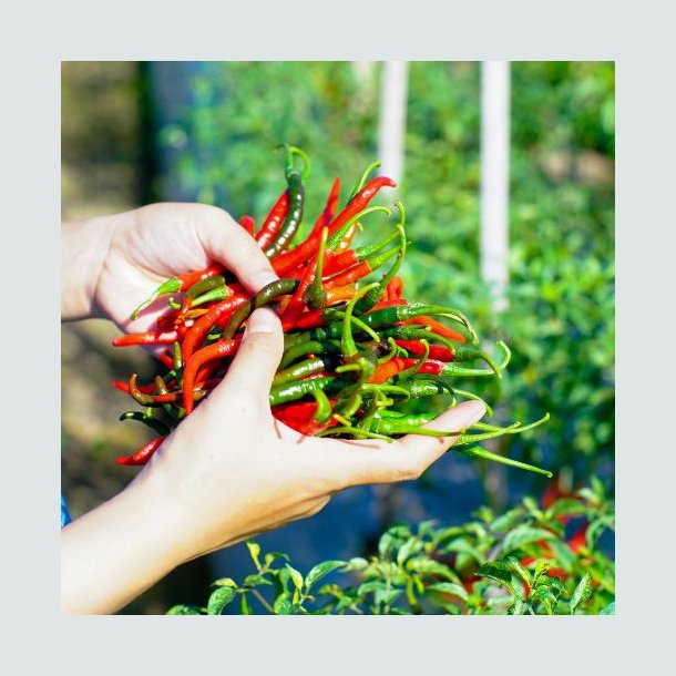 Chili 'Piccante Cayenna' - �kologisk