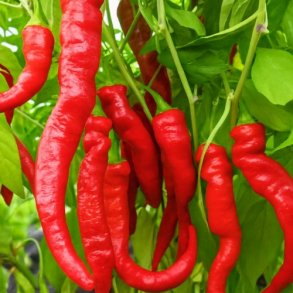 Chili 'Sigaretta Dolce' - kologisk