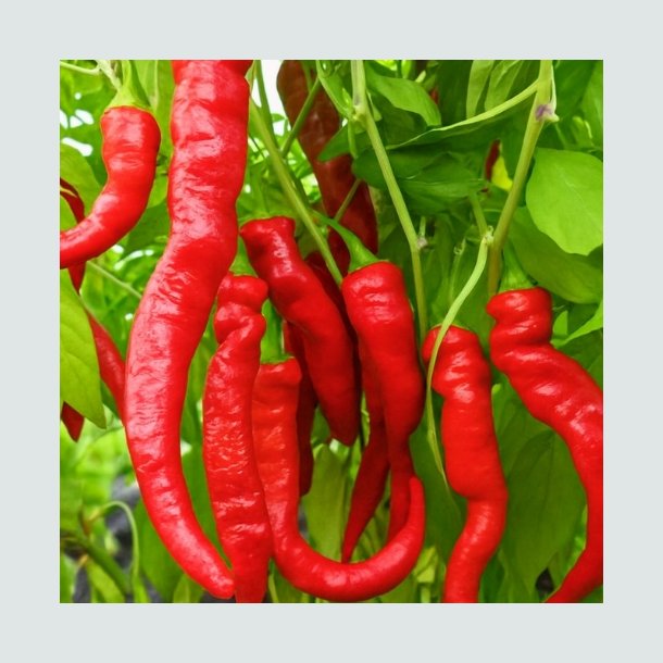 Chili 'Sigaretta Dolce' - kologisk