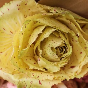 Bladcikorie 'Fenice TT' - kologisk