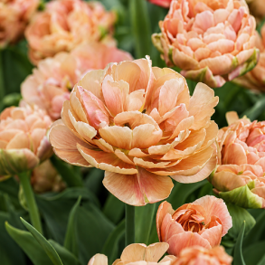 Tulipan 'Copper Image'