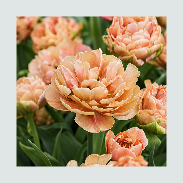 Tulipan 'Copper Image'