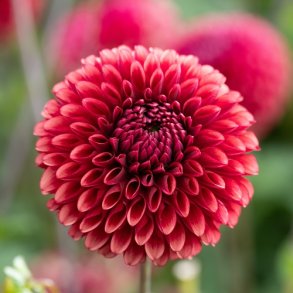 Dahlia 'Copper Boy'