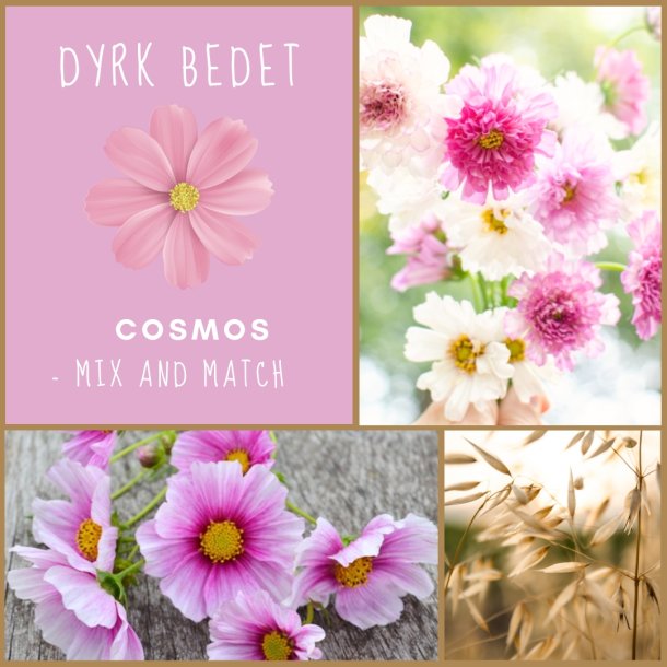 Cosmos - mix and match