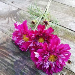 Cosmos 'Double Click Bonbon Cranberries'