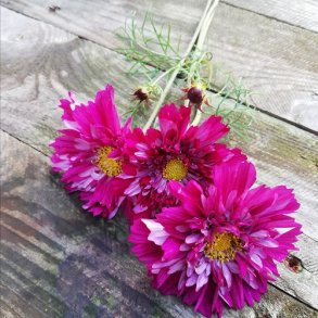 Cosmos 'Double Click Bonbon Cranberries'