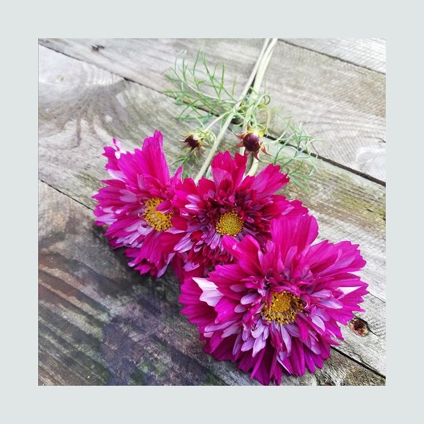 Cosmos 'Double Click Cranberries'