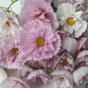 Cosmos  'Cupcakes Blush'