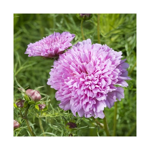 Cosmos 'Double Dutch Rose'