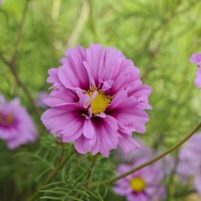 Cosmos 'Fizzy Pink Dark Center'