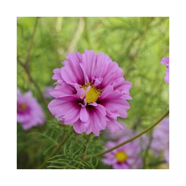 Cosmos 'Fizzy Pink Dark Center'