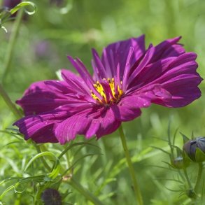 Cosmos 'Fizzy Purple'
