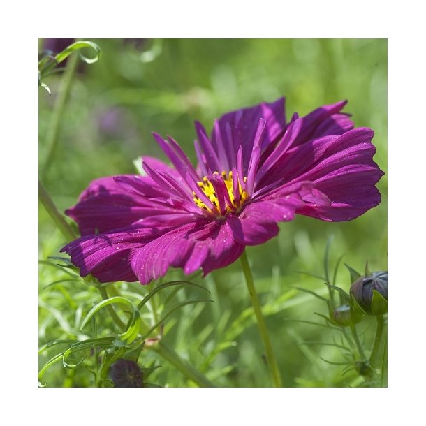 Cosmos 'Fizzy Purple'