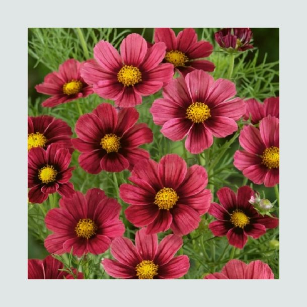  Cosmos 'Antiquity'