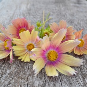Cosmos  'Apricot Lemonade'