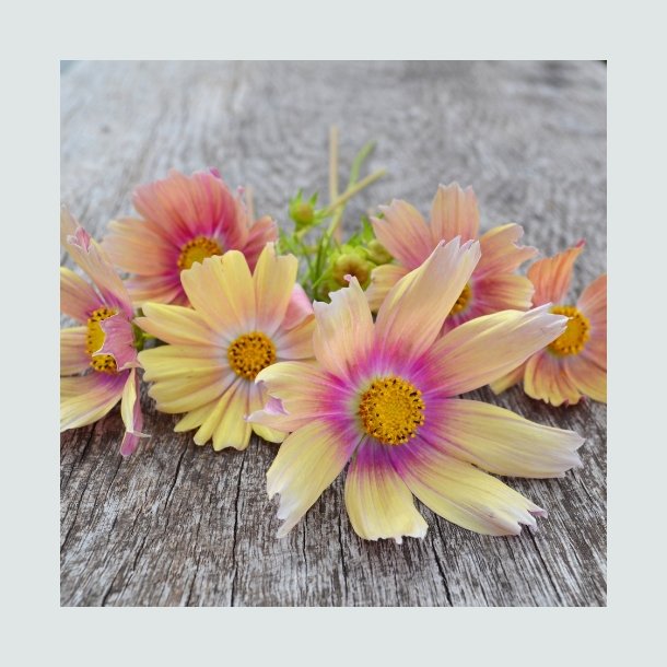 Cosmos  'Apricot Lemonade'