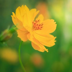 Svovlgul Cosmos - kologisk